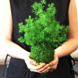 Artisan Moss Kokedama Pine Fern Hanging Plant